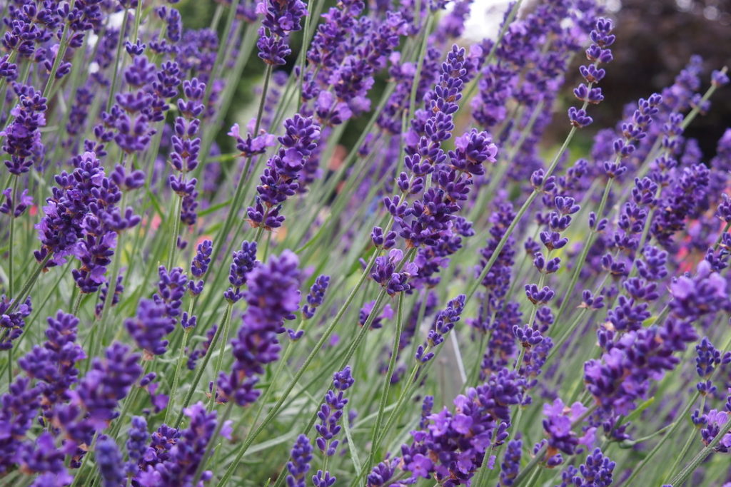 use lavender in preparation to meet your baby